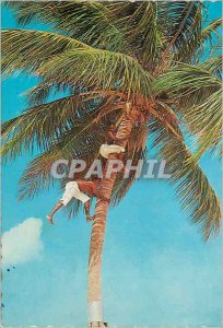 Postcard Modern Agile climbers The Sunny Caribbean Picking coconuts in tropic...