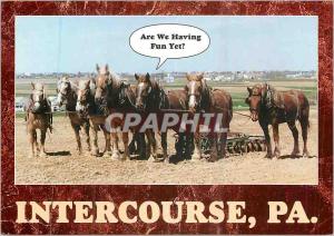 Postcard Modern Intercourse PA Amish Seasons Horses