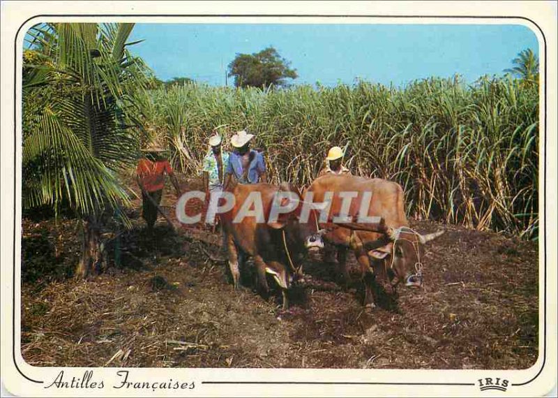 Postcard Modern Antilles Francaises Culture cane hitch Buffaloes