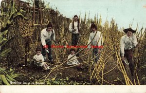 Portugal, Madeira, Canna de Assuoa, Farmers Cutting Sugar Cane