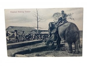 Indian Elephant With Handler Stacking Staking Timber India Vintage Postcard