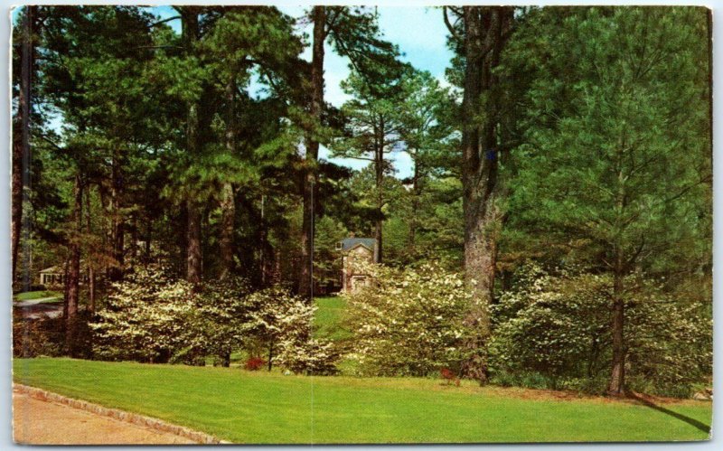 Postcard - Dogwood in Bloom - Atlanta, Georgia