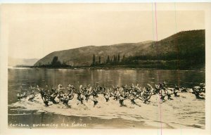 Postcard RPPC Canada Caribou Swimming the Yukon 23-8340