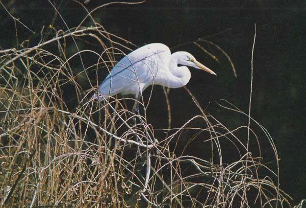 Great White Egret Natal South Africa Rare Bird Postcard