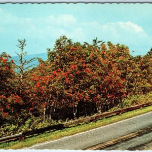 c1970s Pub. Charlotte, NC Mountain Ash Red Berries Street Parkway 4x6 PC Vtg M14