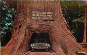 Chandlier Drive Through Tree Redwood Highway postcard 11905