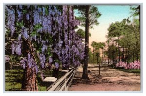 Wisteria Road Street View Summerville SC UNP Handcolored Albertype Postcard U21