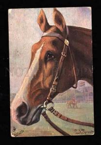 3010885 Head of English Race HORSE by THOMAS Vintage TUCK Publ.