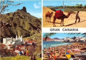 BG6163 types camel gran canaria chamel  spain