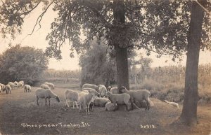 Toulon Illinois Sheep Grazing Farming Scene Real Photo Postcard AA41209