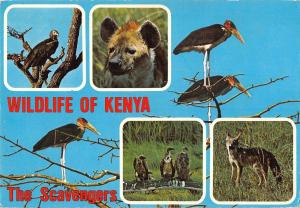 BR100796 wildlife of kenya the scavengers hyena eagle africa