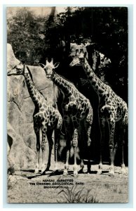 1938 Masai Giraffes Chicago Zoological Park Brookfield IL RPPC Photo Postcard 