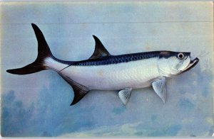 Tarpon The Silver King Of Florida and the Gulf of Mexico Fish Postcard