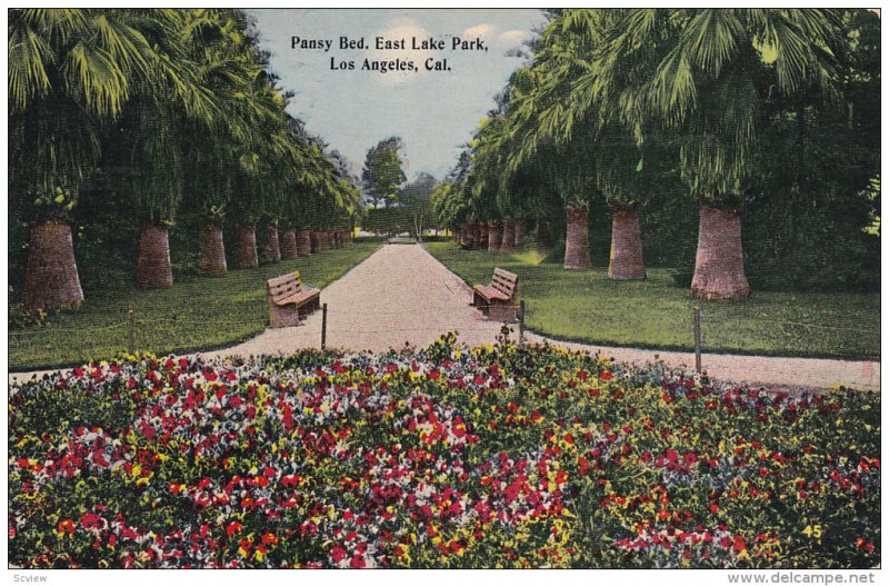 Pansy Bed, East Lake Park, Los Angeles, California, PU-1914