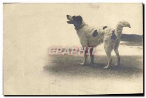  Vintage Postcard Dog Dogs