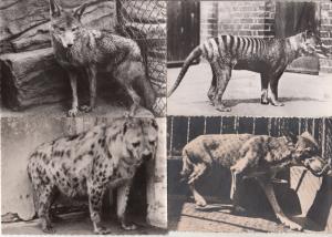 Photo Postcards Animals wolves wolf  hyena jackal x 4