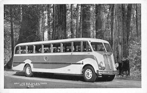 Gray Line Bus and Big Trees Muir Woods, California, USA Unused 