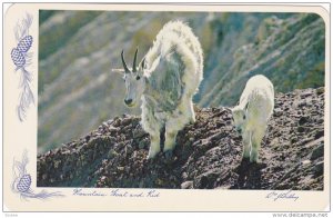 Mountain Goat and Kid, Canada , 40-60s