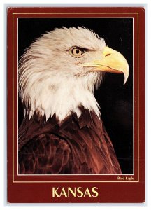American Bald Eagle Kansas Postcard Continental View Card