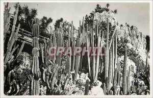 Modern Postcard Monaco Exotic gardens various Cereus