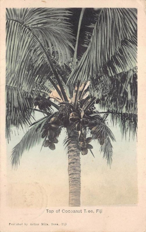 TOP OF COCOANUT TREE FIJI TO USA POSTCARD 1909