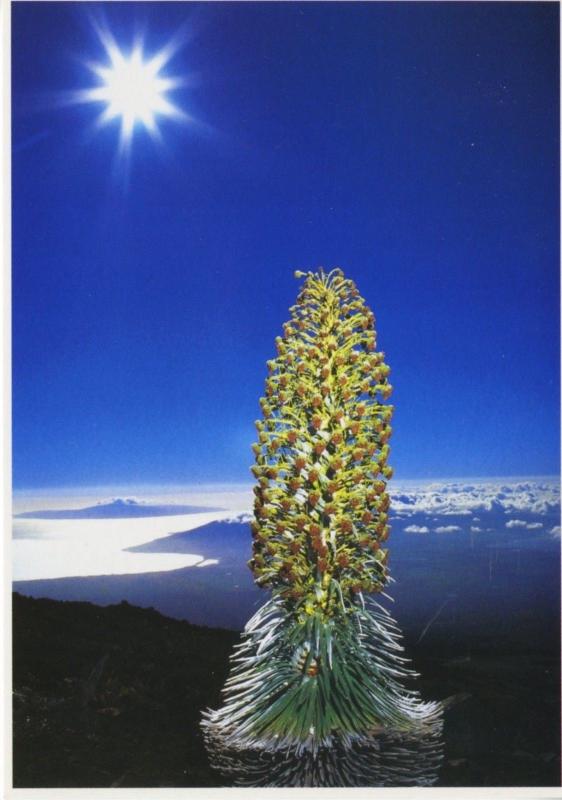 The Silversword of Haleakala Maui Hawaii HI Full Bloom Postcard D15