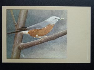 Bird Theme MALABAR STARLING c1950s Postcard by P. Sluis Series 8 No.88