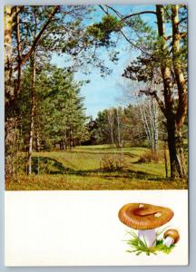 1971 MUSHROOMS of the Russian Forest Landscape Tree Lot 16 Postcards in Folder