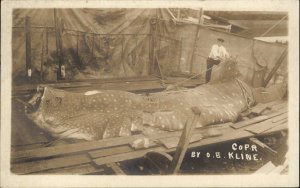 Massive Whale Shark Caught in Florida - Miami Real Photo Postcard c1920