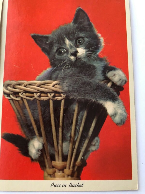 Vintage 50s Kittens Licking Paw Basket Novelty Cat Postcard Lot CurteichColor