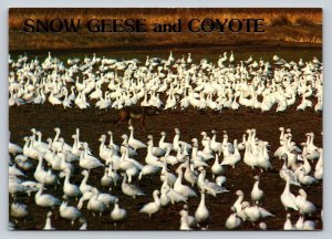 Coyote Surrounded by Snow Geese 4x6 Postcard 1722