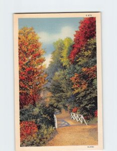 Postcard Bridge Trees Nature Landscape Scenery