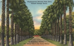 Vintage Postcard 1930's Washingtonia Robusta Palm Drive St. Augustine Florida