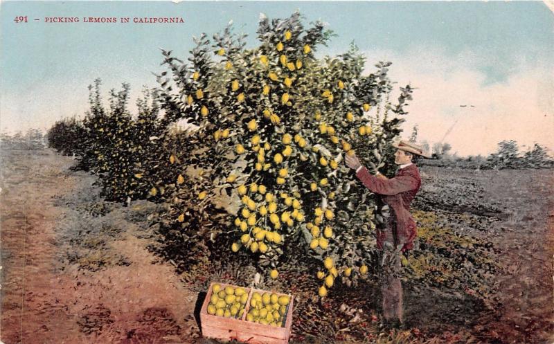 CALIFORNIA MAN IN SUIT PICKING LEMONS~WOODEN CRATE FULL  POSTCARD 1910s