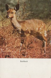 Animals Postcard - African Wildlife - The Bushbuck  RS22482