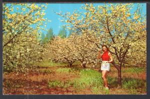 Cherry Blossom Time,Door County,WI BIN