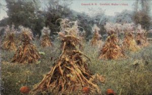 New Hampshire Concord Cornfield On Walker's Island 1911