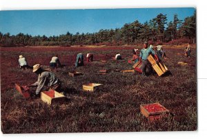 Cape Cod Massachusetts MA Vintage Postcard Cranberry Picking Time