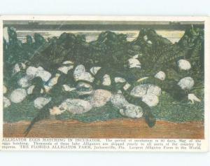 bent D-back INCUBATOR HATCHING AT LARGEST ALLIGATOR FARM Jacksonville FL E9877