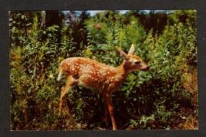 NH Greetings Natureland LINCOLN NEW HAMPSHIRE PC Fawn