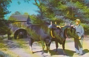 Massachusetts Old Sturbridge Village Yoke Of Holstein Oxen With Wight Hrist Mill