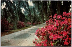Savannah Georgia GA, Bonaventure Cemetery, Driveway, Azalea, Vintage Postcard