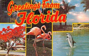 Greetings From Florida Pink Flamingo Dolphin Palm Trees postcard