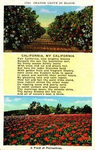 California Orange Grove In Bloom and Field Of Poinsettias