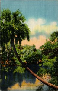 Vtg 1930s Natural Beauty in the Tropical Wonderland Florida FL Postcard