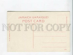 3172176 JAMAICA Domestics with Yams Vintage postcard