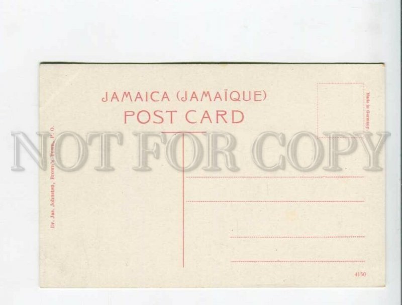 3172176 JAMAICA Domestics with Yams Vintage postcard