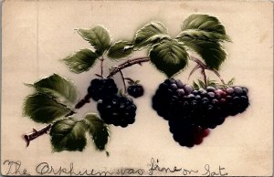 c1905 GRAPES GRAPE VINES SINKING SPRING HEAVILY EMBOSSED UNDIVIDED POSTCARD 29-8