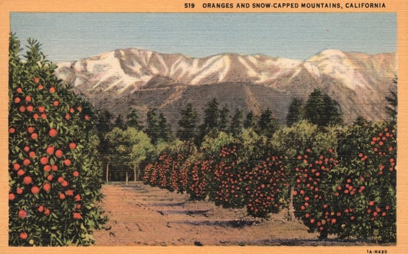 Vintage Postcard Oranges and Snow-Capped Mountains California Western Publishing