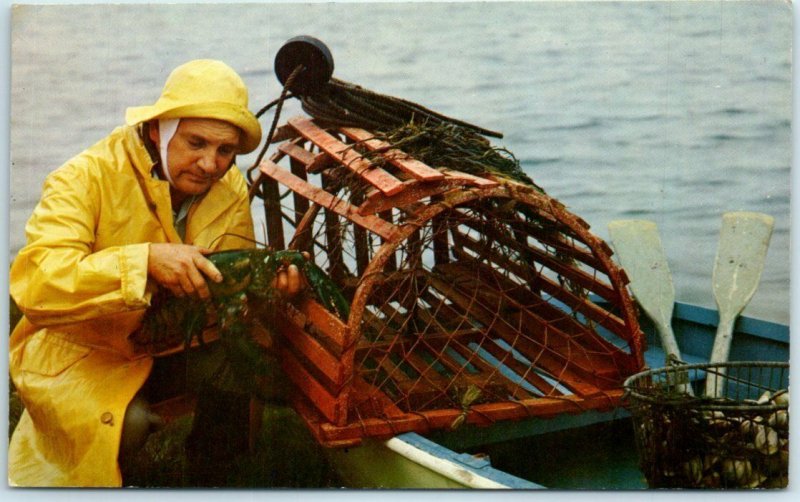 M-4981 Maine Coast Fisherman with the Prize of his Catch The Delectable Lobster